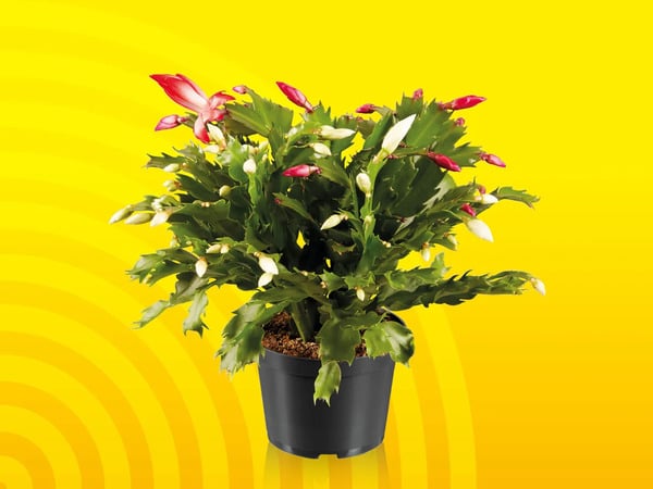 Bild 1 von Schlumbergera Duo, 
         Topf