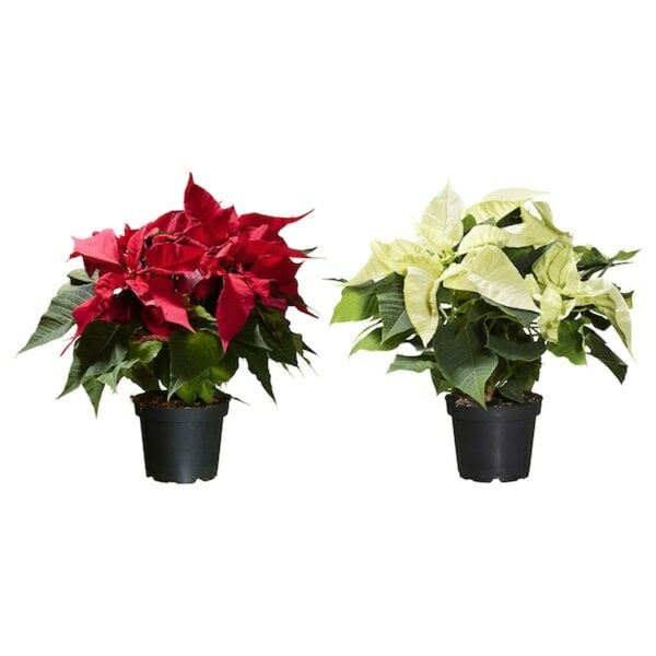 Bild 1 von POINSETTIA  Pflanze, Weihnachtsstern 13 cm