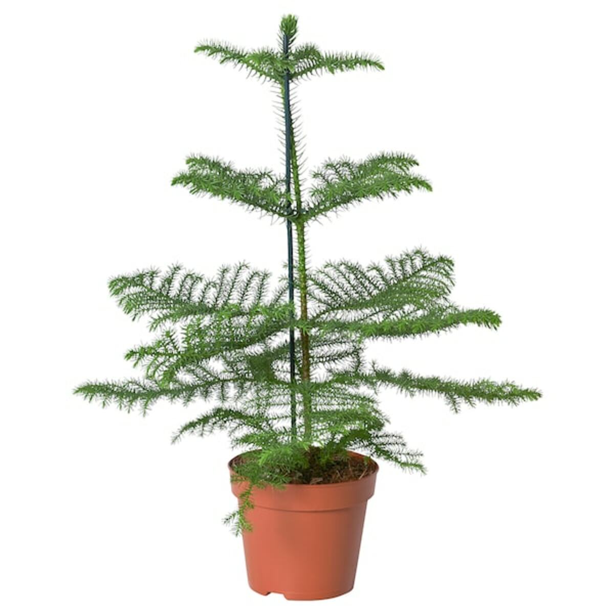 Bild 1 von ARAUCARIA  Pflanze, Zimmertanne 17 cm