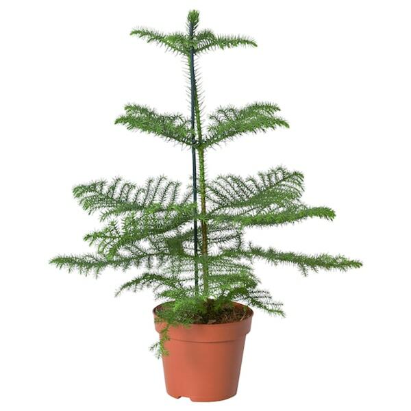 Bild 1 von ARAUCARIA  Pflanze, Zimmertanne 17 cm