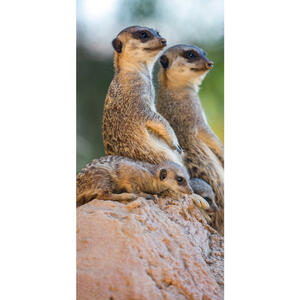 Aluminiumbild, Braun, Grün, Sand, Beige, Metall, Kunststoff, 70x118 cm, Bilder