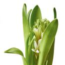 Bild 4 von HYACINTHUS  Topfpflanze, 1 Zwiebel, Hyazinthe versch. Farben 8 cm