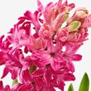 Bild 2 von HYACINTHUS  Topfpflanze 3 Zwiebeln, Hyazinthe versch. Farben 12 cm