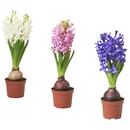 Bild 1 von HYACINTHUS  Topfpflanze, 1 Zwiebel, Hyazinthe versch. Farben 8 cm