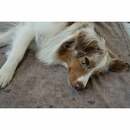 Bild 2 von ZooRoyal Kuscheldecke Tierliebe 125x150cm taupe Pfote Hund & Katze