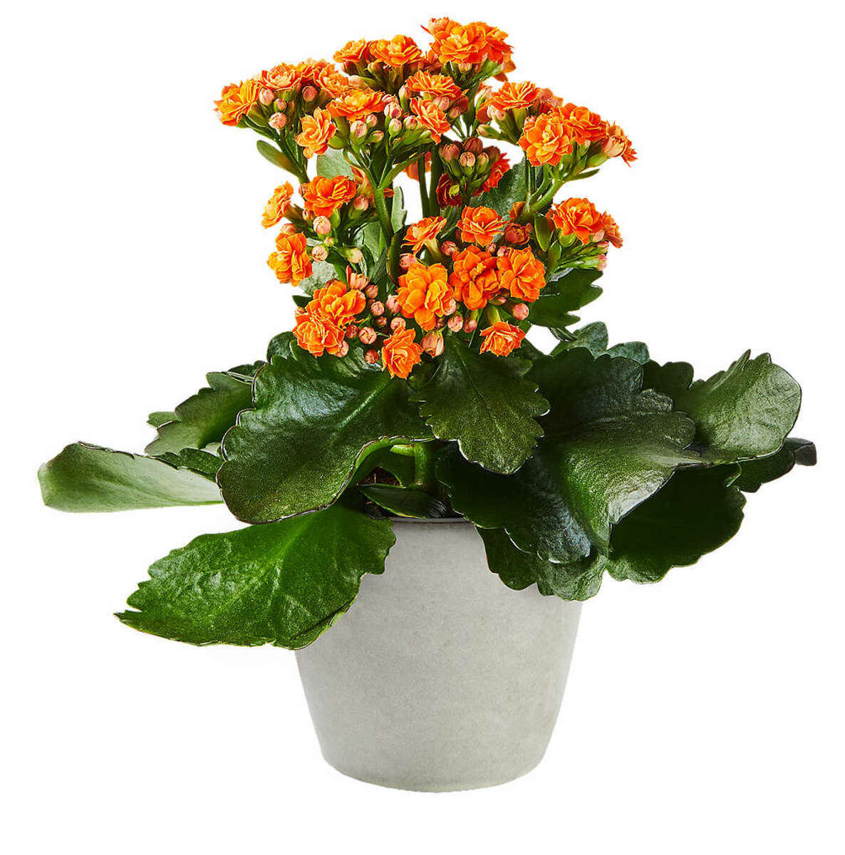 Bild 1 von Kalanchoe
