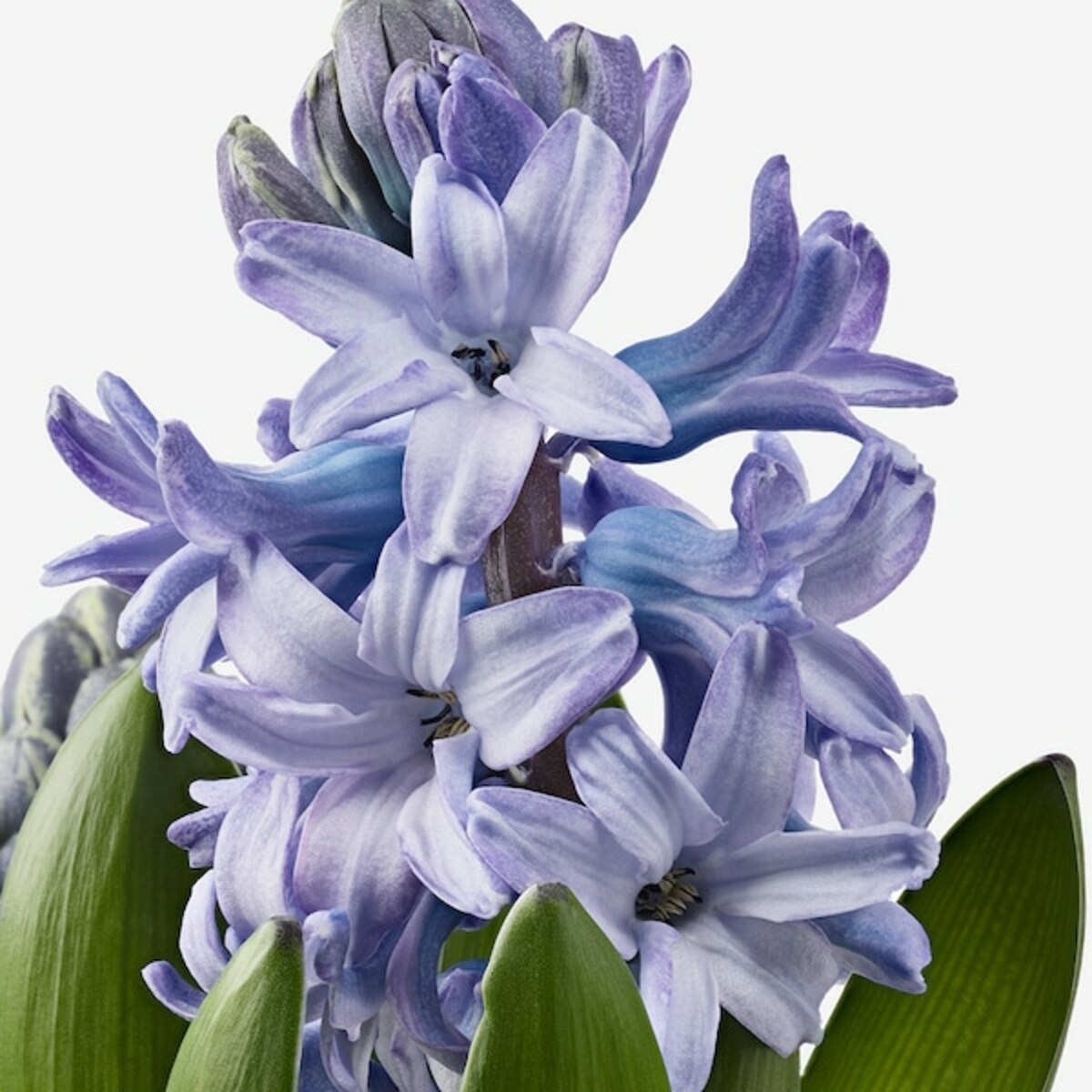 Bild 3 von HYACINTHUS  Topfpflanze 3 Zwiebeln, Hyazinthe versch. Farben 12 cm