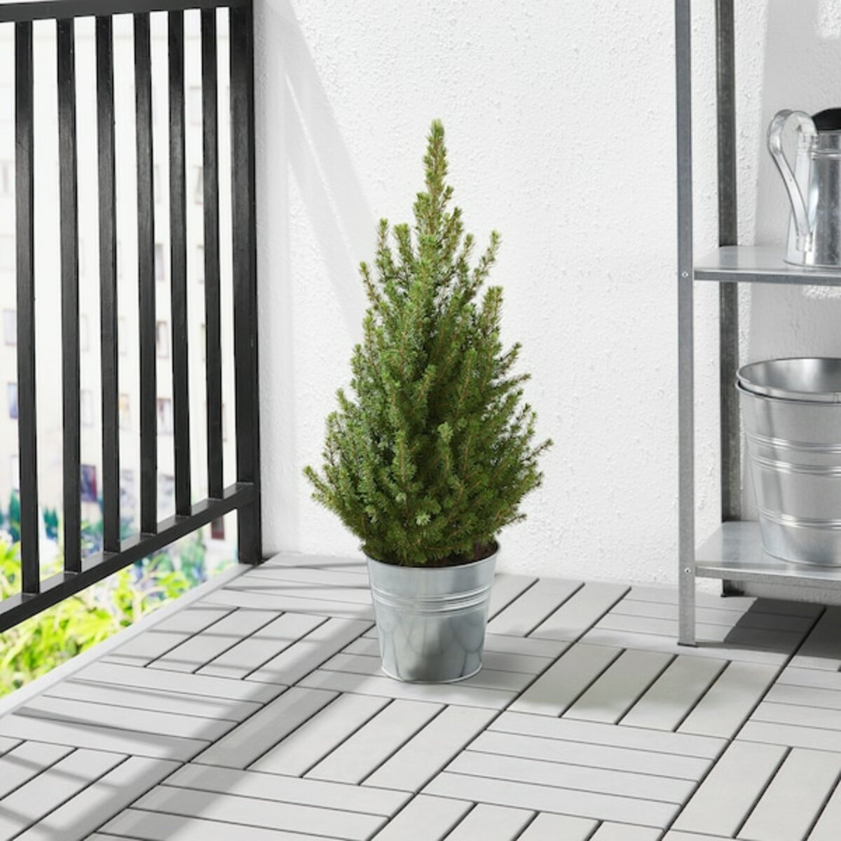 Bild 2 von PICEA GLAUCA CONICA  Pflanze, Zuckerhutfichte 23 cm