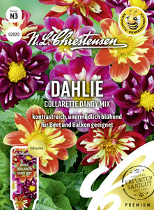 N.L.Chrestensen Saatgut Dahlie Collarette Dandy Mix ca. 50 Pflanzen