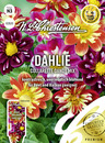 Bild 1 von N.L.Chrestensen Saatgut Dahlie Collarette Dandy Mix ca. 50 Pflanzen