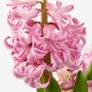 Bild 4 von HYACINTHUS  Topfpflanze 3 Zwiebeln, Hyazinthe versch. Farben 12 cm