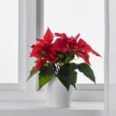 Bild 3 von POINSETTIA  Pflanze, Weihnachtsstern/versch. Farben 10.5 cm