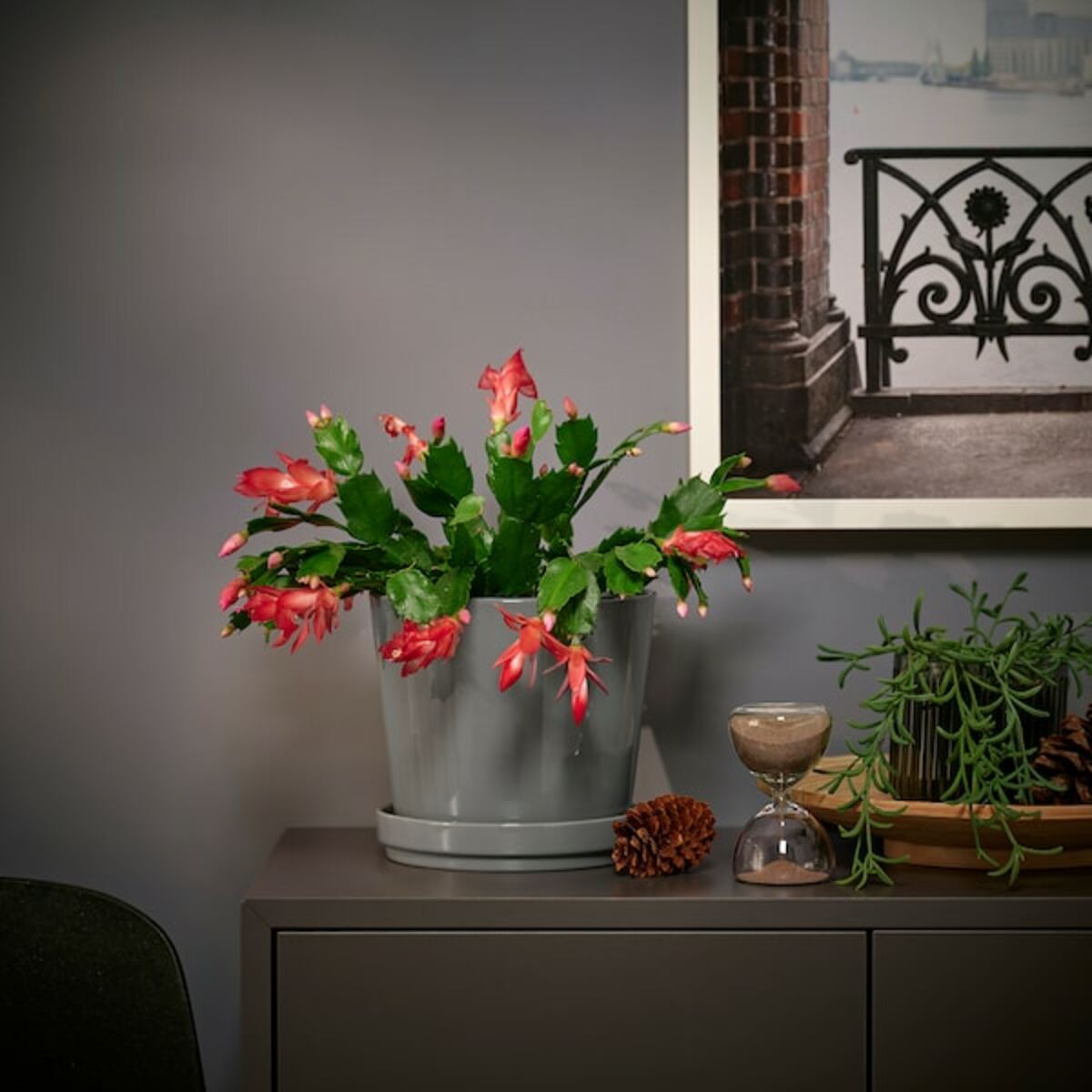 Bild 2 von SCHLUMBERGERA  Pflanze, Weihnachtskaktus 12 cm
