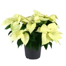 Bild 1 von Poinsettia/Weihnachtsstern