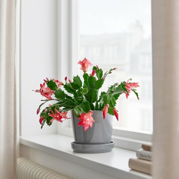 Bild 3 von SCHLUMBERGERA  Pflanze, Weihnachtskaktus 12 cm