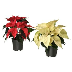 POINSETTIA  Pflanze, Weihnachtsstern/versch. Farben 10.5 cm
