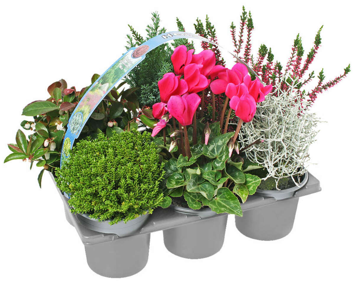 Bild 1 von Herbstpflanzen-Mix