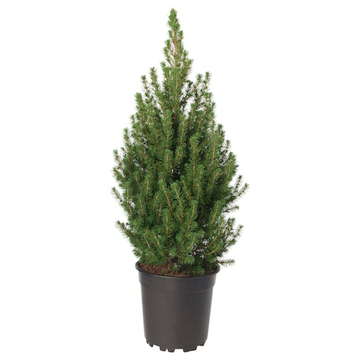 Bild 1 von PICEA GLAUCA CONICA  Pflanze, Zuckerhutfichte 23 cm