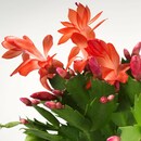 Bild 4 von SCHLUMBERGERA  Pflanze, Weihnachtskaktus 12 cm