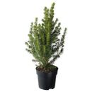 Bild 1 von PICEA GLAUCA CONICA  Pflanze, Zuckerhutfichte 15 cm