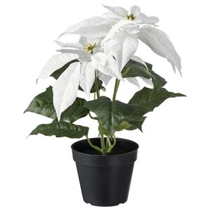 VINTERFINT  Topfpflanze, künstlich, drinnen/draußen Weihnachtsstern/weiß 12 cm