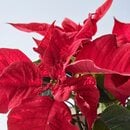 Bild 4 von POINSETTIA  Pflanze, Weihnachtsstern/versch. Farben 10.5 cm