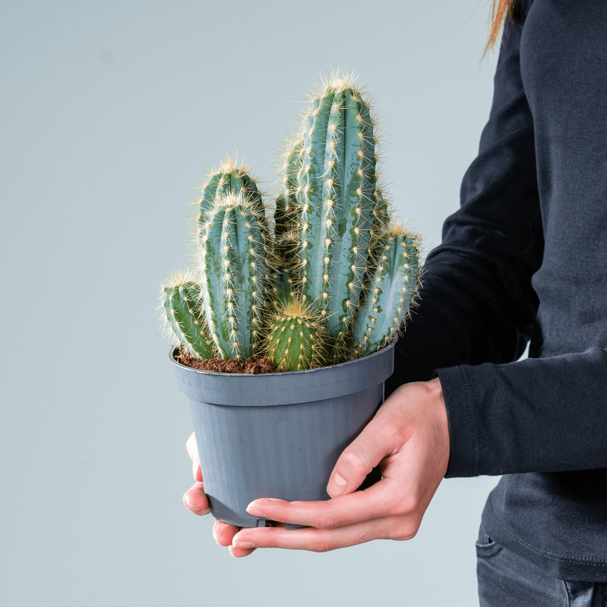 Pilosocereus Azureus - Blaue Säulenkaktus Pflanze | 12cm Topf | 22-27cm Höhe | Pflegeleicht