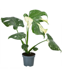 Fensterblatt - Monstera deliciosa 'Thai Constellation', panaschiert