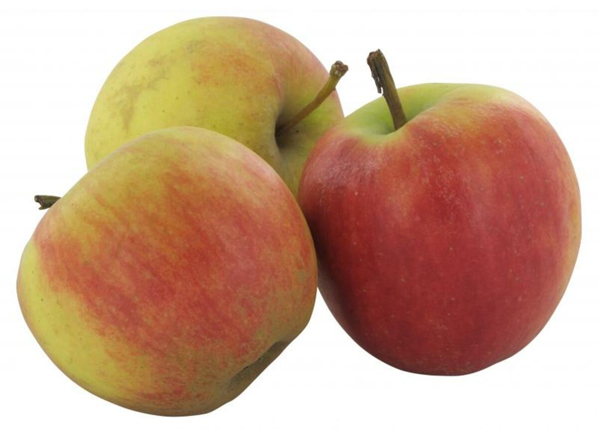 Bild 1 von Apfel Elstar