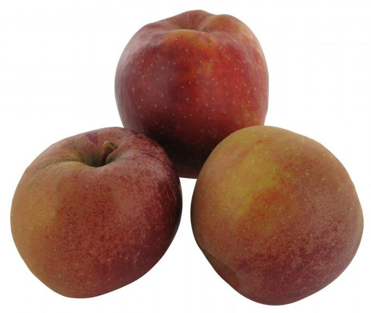 Bild 1 von Apfel Roter Boskop