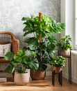 Bild 2 von Fensterblatt - Monstera deliciosa