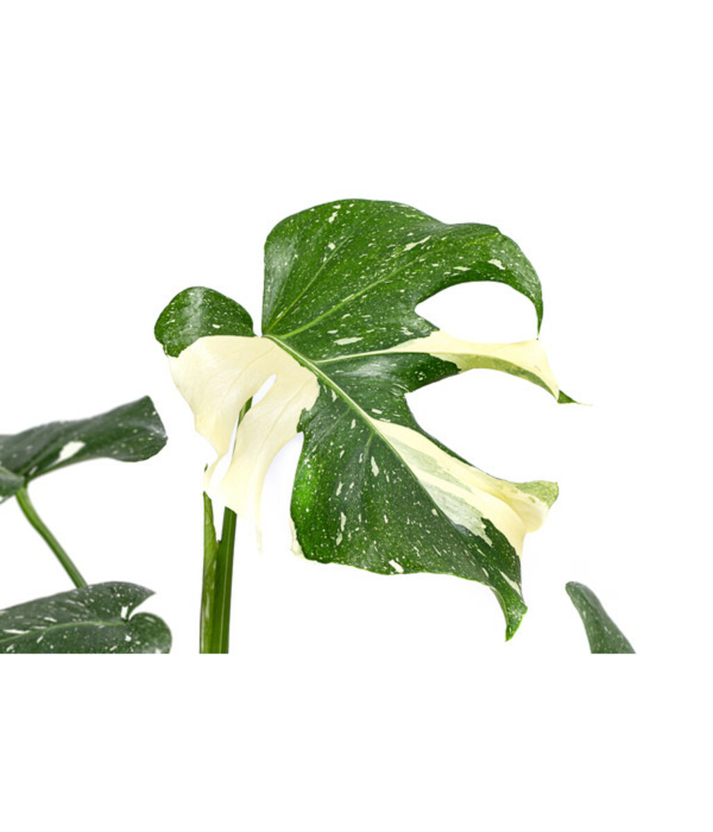 Bild 2 von Fensterblatt - Monstera deliciosa 'Thai Constellation', panaschiert
