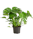 Bild 1 von Fensterblatt - Monstera deliciosa