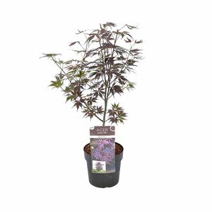 ROOTZ PLANTS japanischer Ahorn Acer Black Lace Topfgröße Ø 19cm 1 Pflanze