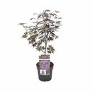 Bild 1 von ROOTZ PLANTS japanischer Ahorn Acer Black Lace Topfgröße Ø 19cm 1 Pflanze