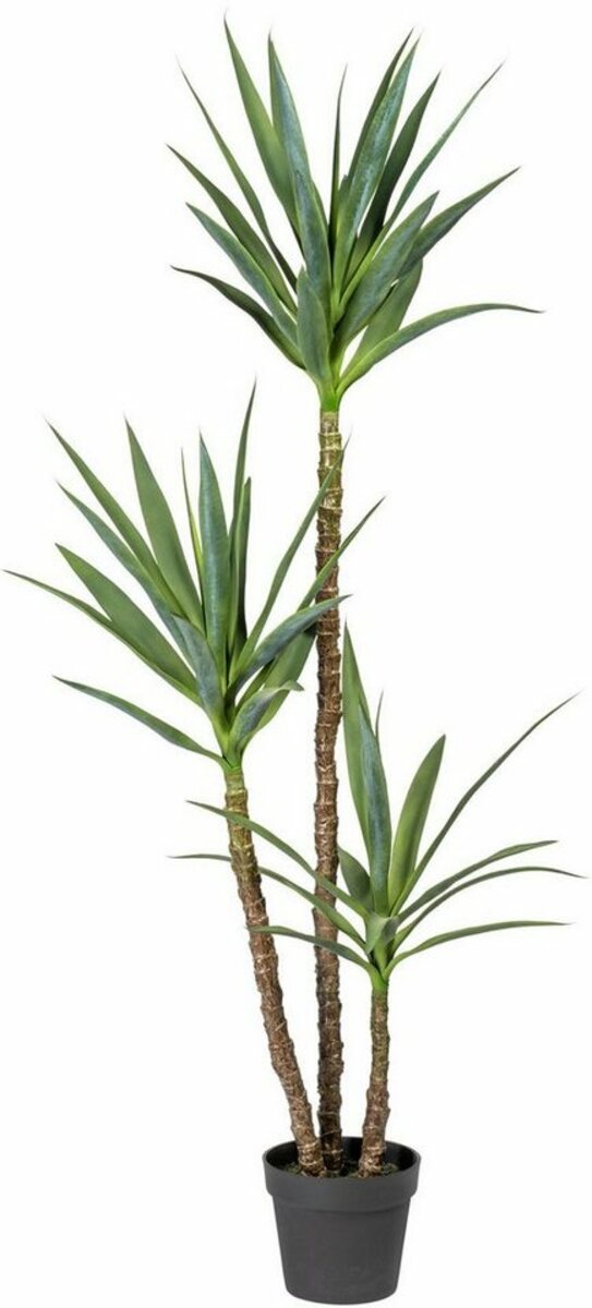 Bild 1 von Kunstpflanze Amagney Sukkulente, Home affaire, Höhe 160 cm, im Topf, Grün