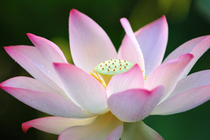 Papermoon Fototapete "Lotus Flower"