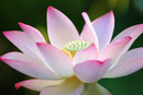 Bild 1 von Papermoon Fototapete "Lotus Flower"