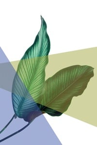 queence Acrylglasbild "Blätter"