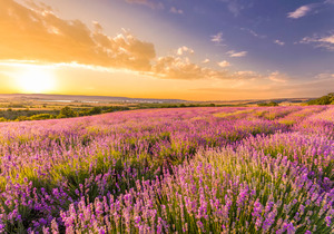 Papermoon Fototapete "Lavender Field"