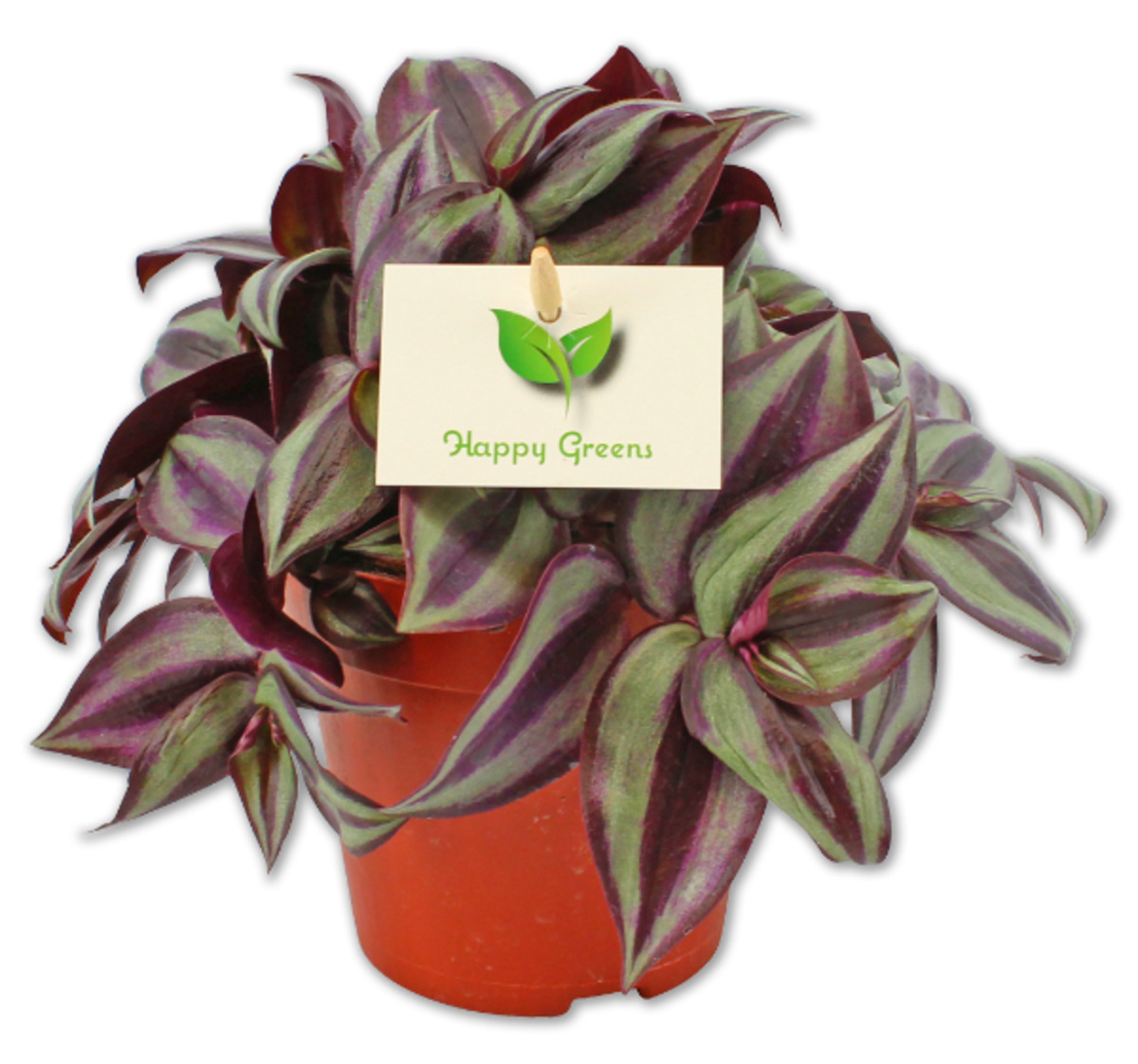 Bild 1 von Grünpflanzenmix „Happy Green“*