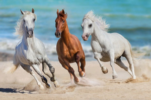 Papermoon Fototapete "Horse Herd Run Gallop"