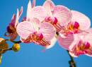 Bild 1 von Papermoon Fototapete "Pink Phalaenopsis Orchid"