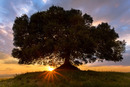 Bild 1 von Papermoon Fototapete "Einsamer Baum"