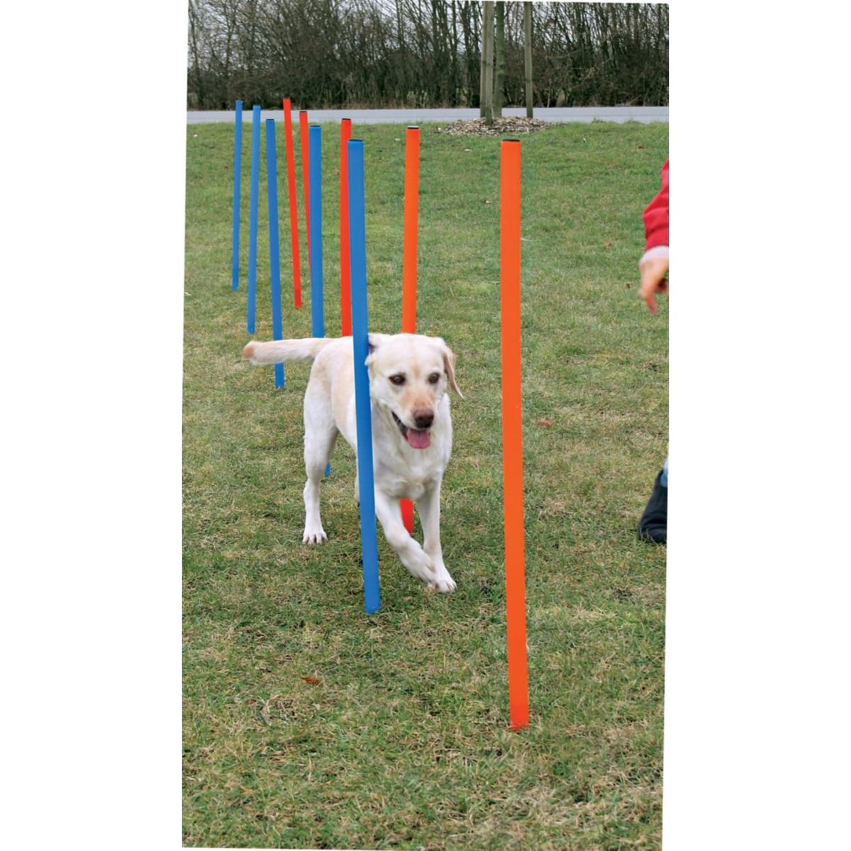 Bild 1 von Dog - Agility - Slalom
