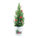 Bild 3 von GARDENLINE Zuckerhutfichte