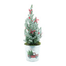 Bild 2 von GARDENLINE Zuckerhutfichte