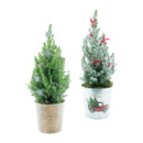 Bild 1 von GARDENLINE Zuckerhutfichte