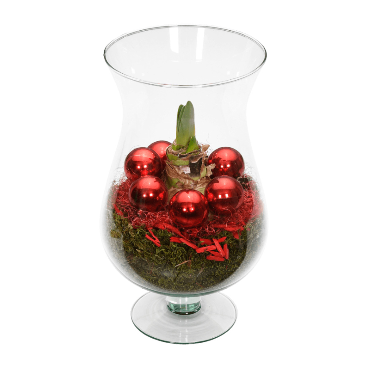 Bild 3 von GARDENLINE Amaryllis im Glasschwenker