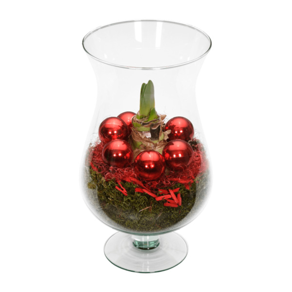 Bild 3 von GARDENLINE Amaryllis im Glasschwenker